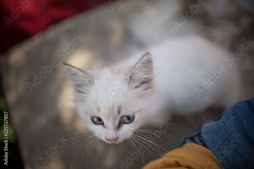 cute white kitten with beautiful eyes looking at a man © Михаил Гужов