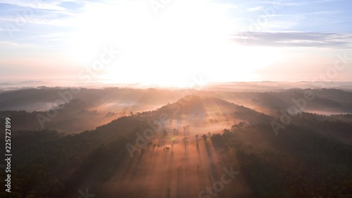 Aerial over french pine tree forest at sunrise