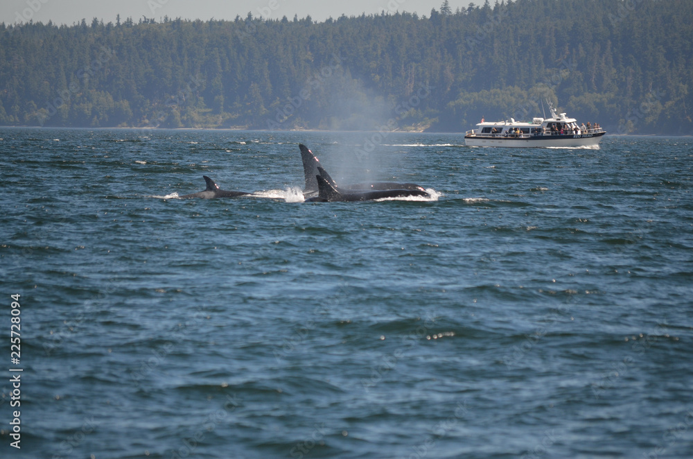 Fototapeta premium Orcas