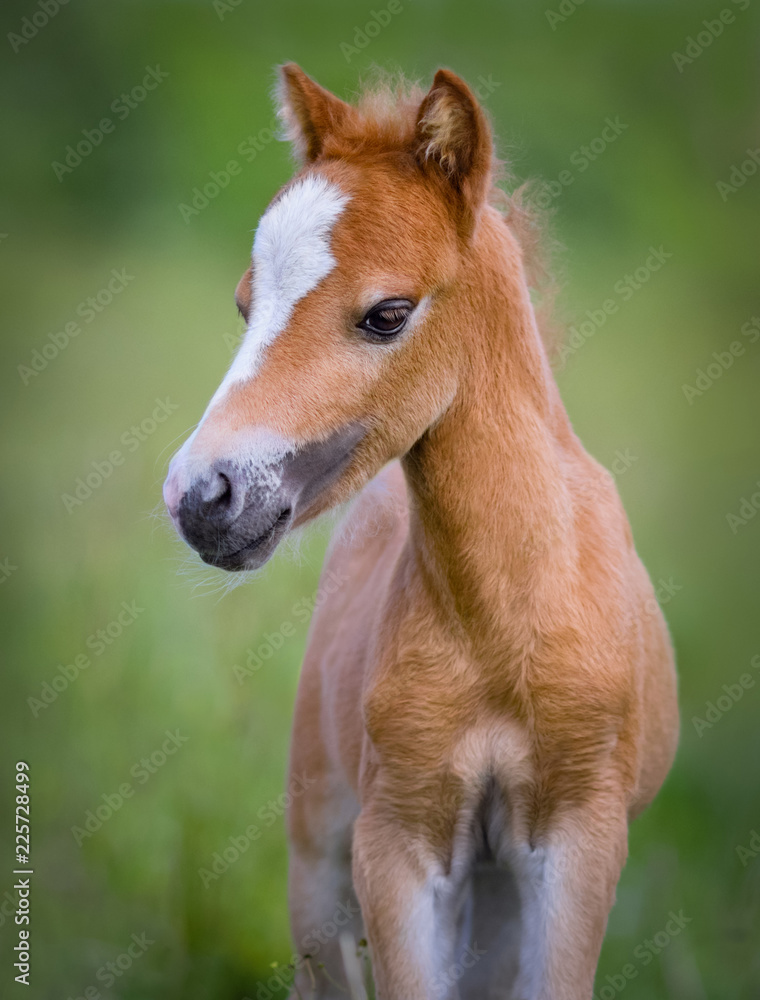 American Miniature Horse. Portrait chestnut foal with blaze facial mark. American Miniature Horse. Portrait chestnut foal with blaze facial mark.