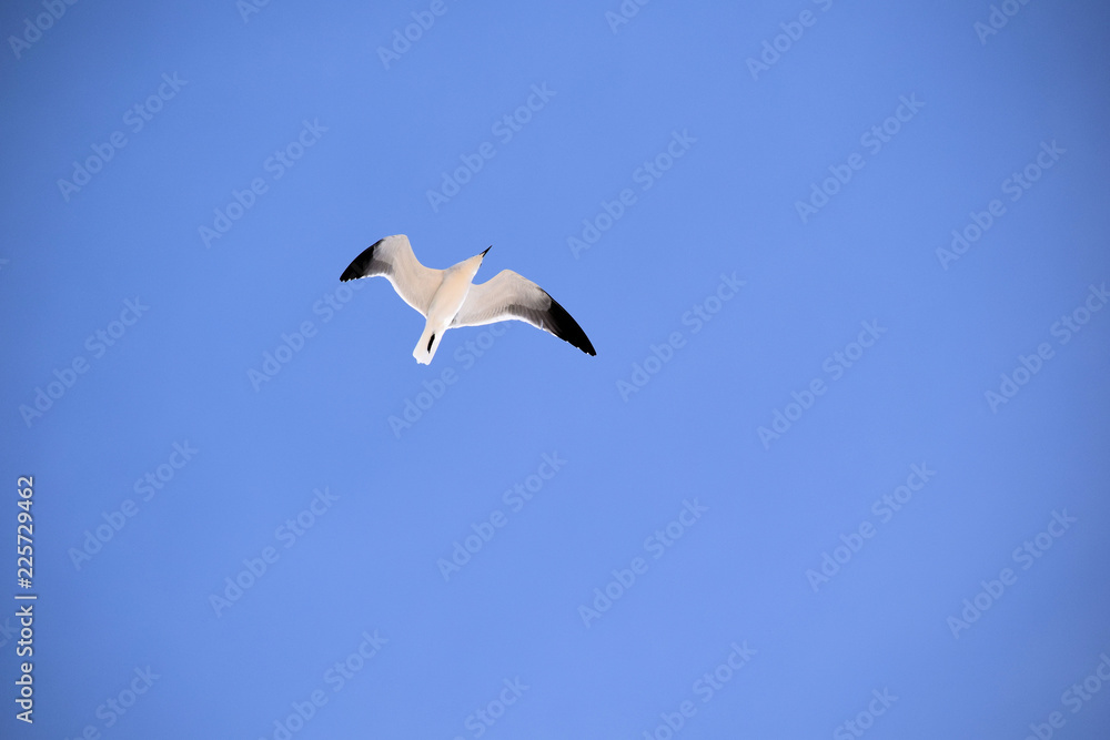 Obraz premium Seagull