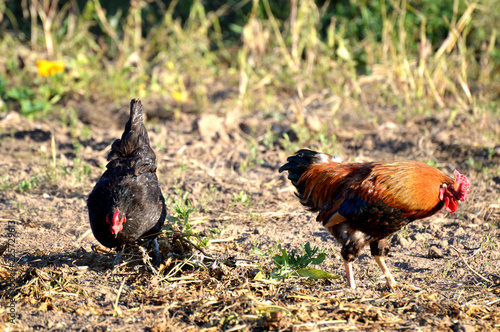 hen and chicks