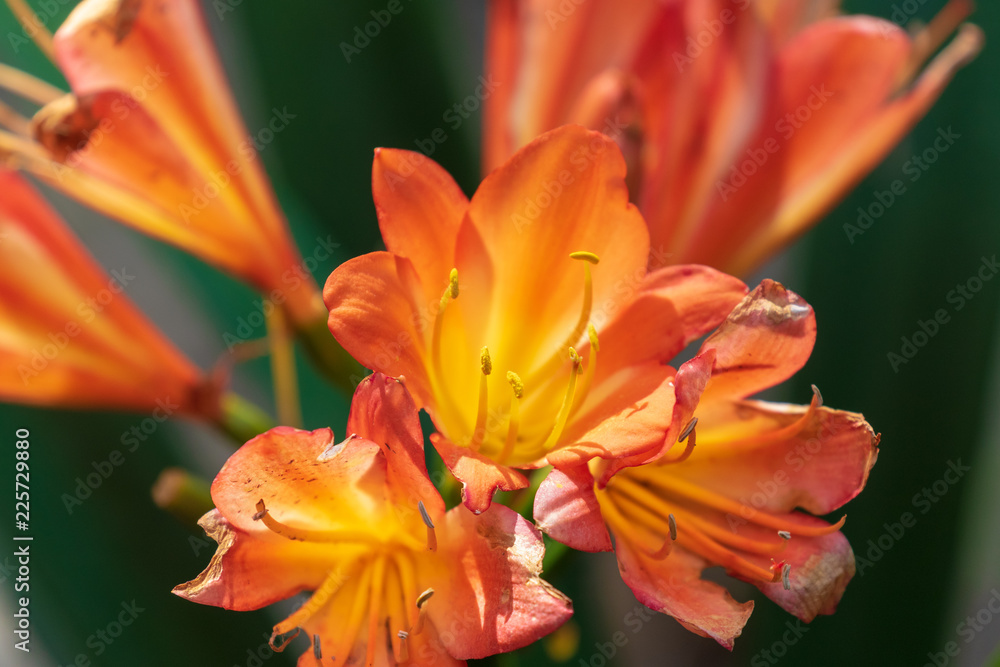 Orange flower Orange flower