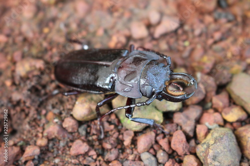 beetle on stone photo