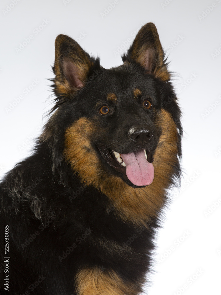 Bohemian shepherd dog portrait. Image taken in a studio. Bohemian shepherd dog portrait. Image taken in a studio.