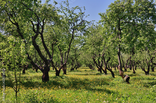 beautiful old apple orchard with blooming dandelions