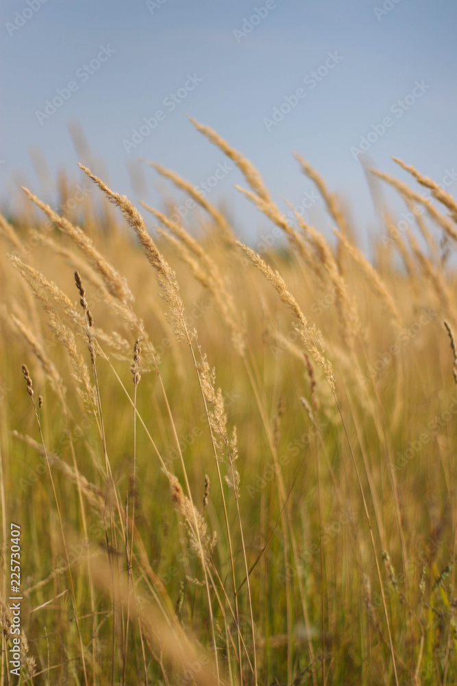 rye in the field rye in the field