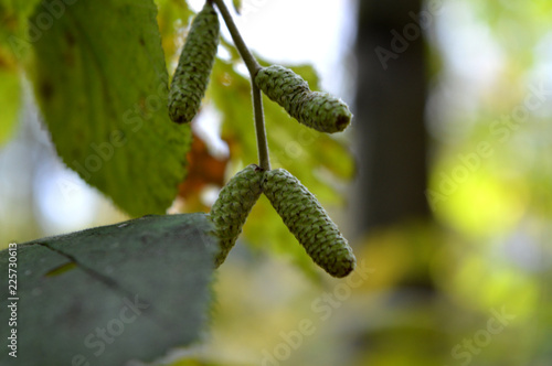 cucumber on tree