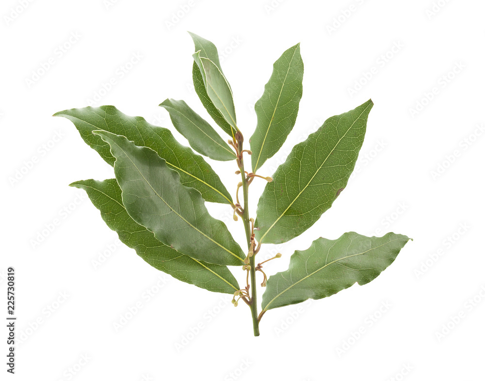 Fototapeta premium Branch of bay leaf