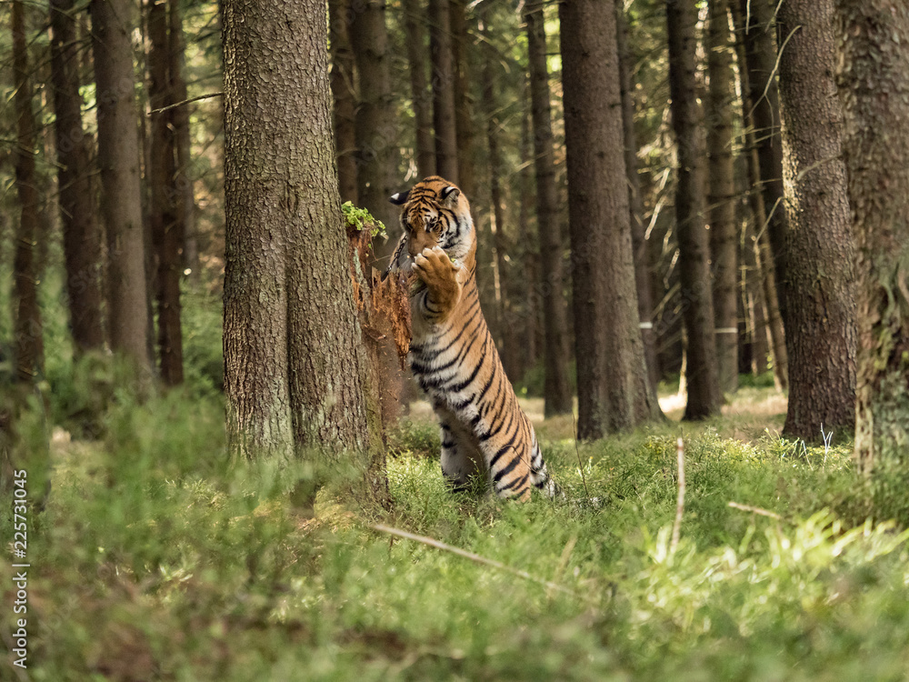 Fototapeta premium Tiger portrait. A big tiger climbs a tree in a forest. Hunt the prey in tajga in summer time. Tiger in wild summer nature. Action wildlife scene, danger animal.