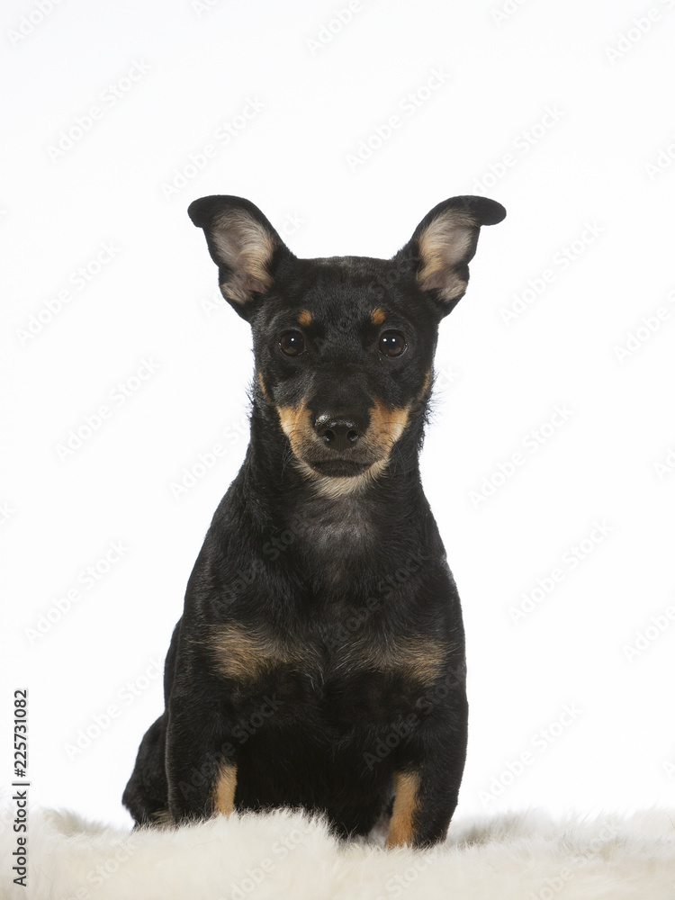 Puppy dog portrait. Image taken in a studio with white background. The dog breed is heeler.
