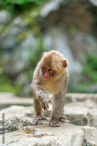 Wild baby japanese Macaque (Macaca Fuscata) or Snow monkey. Jigokudani, Nagano Prefecture, Japan photo