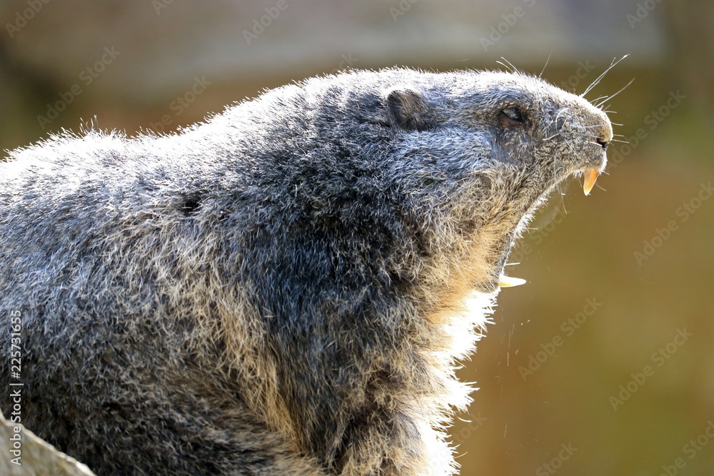 Yawning alpine marmot (marmota marmota) with a wide opened mouth in the  bright sun in profile view Stock Photo | Adobe Stock