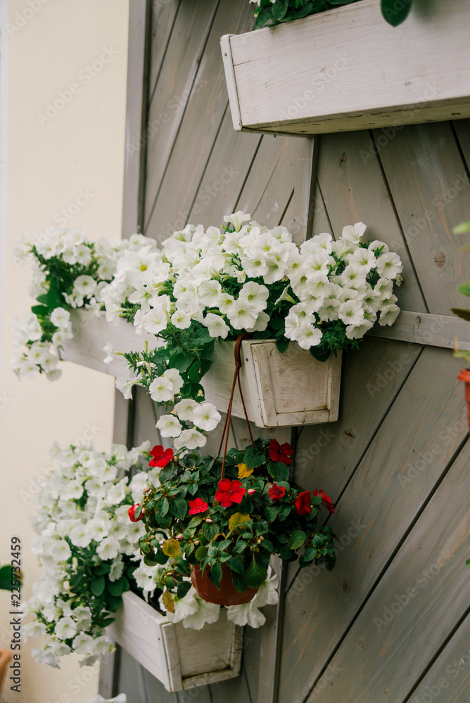 flowers in pots