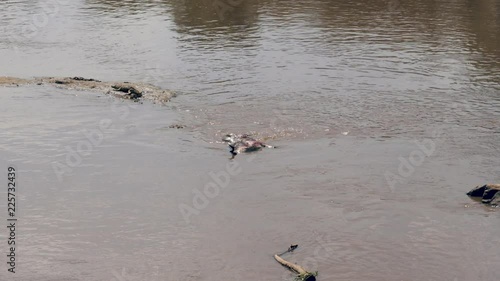 Dead Wildebeest In The Mara River Crocodile Eats