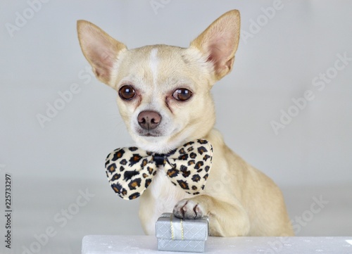 Chihuahua pajarita