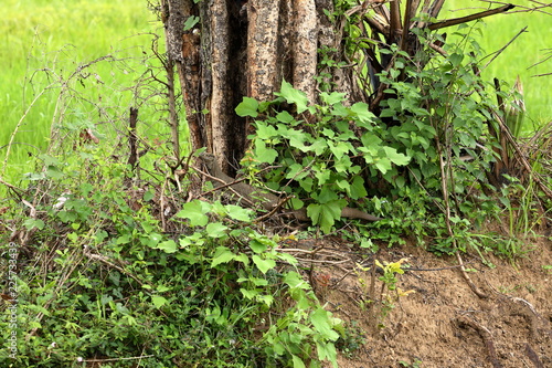 Bengalen Waran in Sri Lanka photo