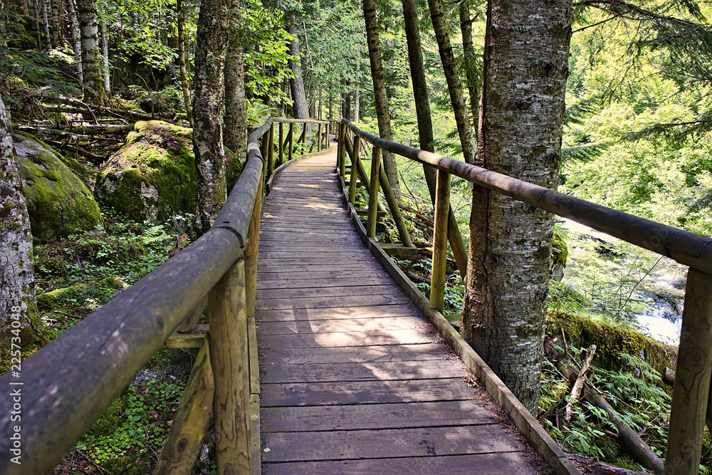 Wooden path in the forest