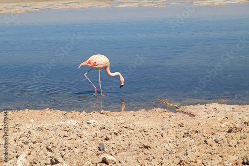 Flamingo © Andreas Edelmann