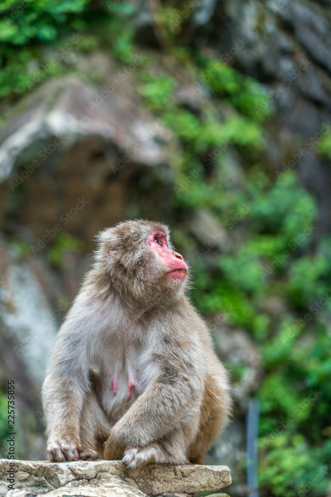 Wild japanese Macaque (Macaca Fuscata) or Snow monkey. Jigokudani, Nagano Prefecture, Japan