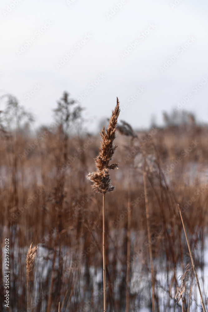 Fototapeta premium landscape