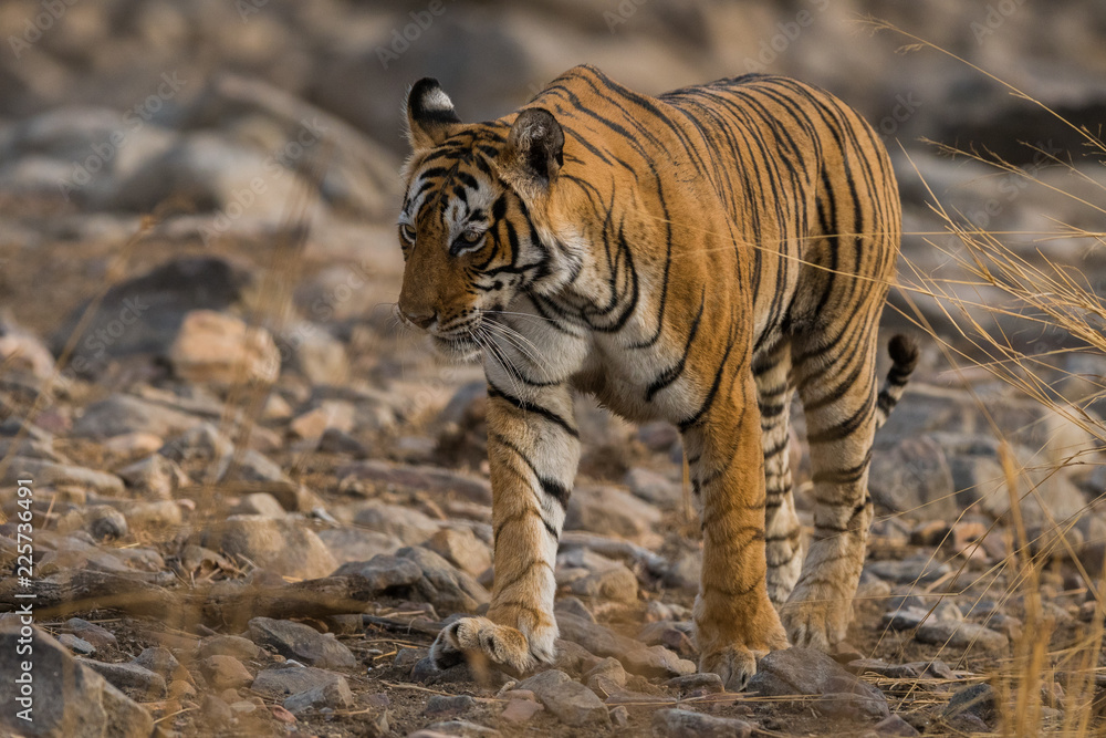 Obraz premium A tigress on move for territory marking in a dry deciduous forest of Ranthambore tiger reserve, India