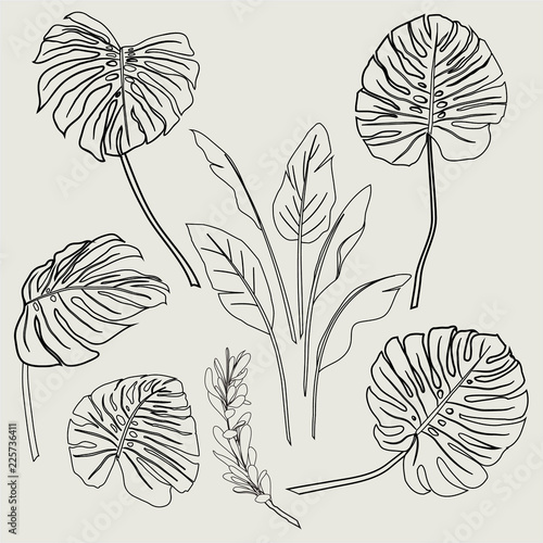  Set of outline tropical leaves, and floral elements on white background.