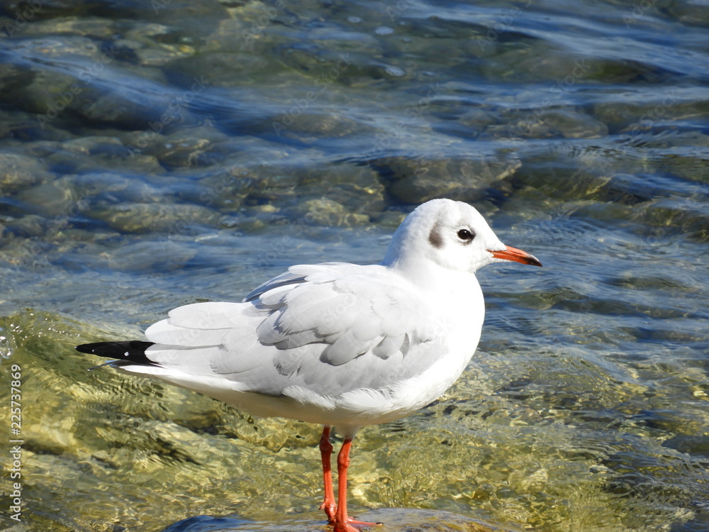 Fototapeta premium Möwe