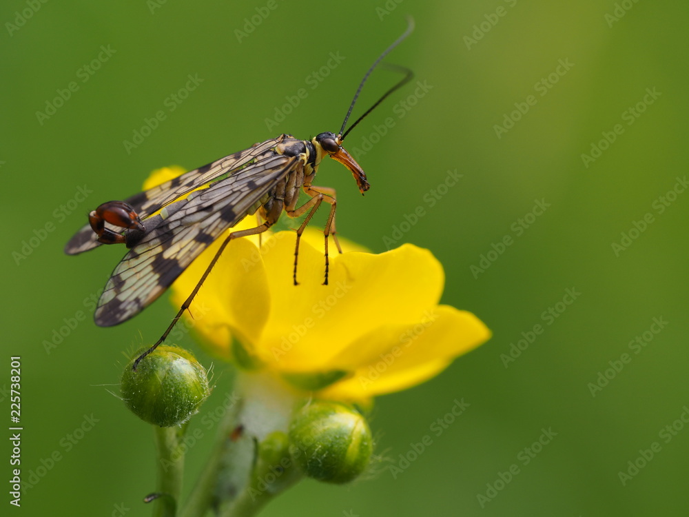 Fototapeta premium Skorpionsfliege