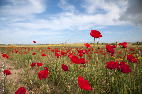 Wild field flowers