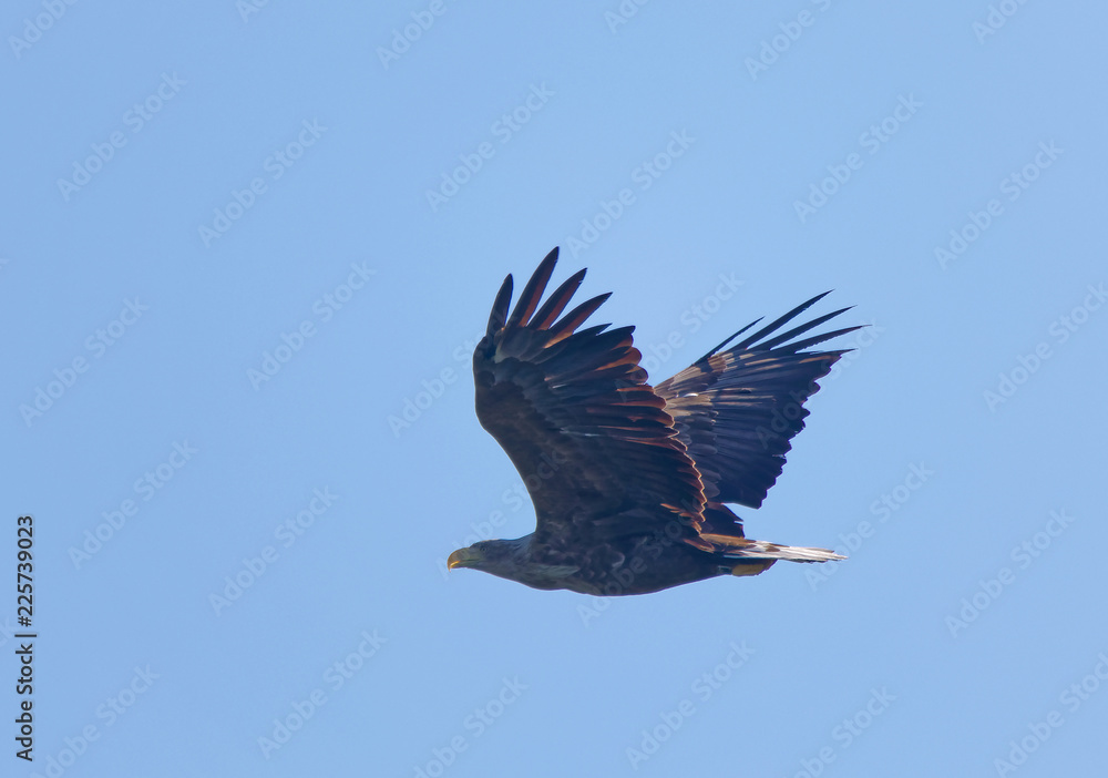 Fototapeta premium Imposing flying Sea eagle also called White-tailed eagle (latin: Haliaeetus albicilla). Blue sky in the background