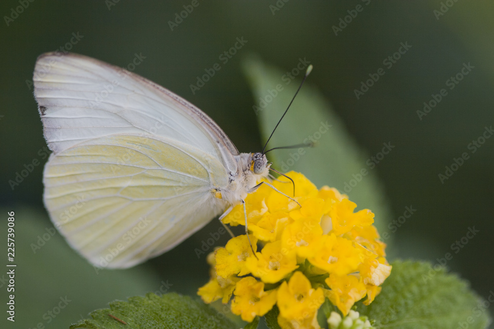 Cabbage Butterfly on Yellow Lantana Cabbage Butterfly on Yellow Lantana