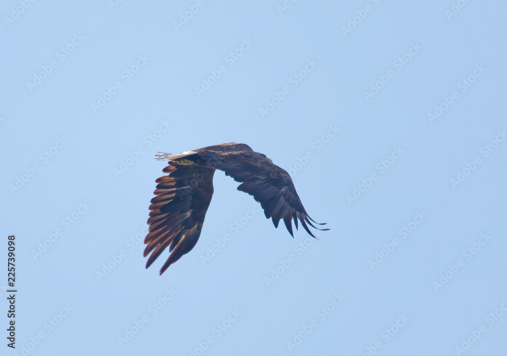 Fototapeta premium Flying Sea eagle also called White-tailed eagle (latin: Haliaeetus albicilla). Blue sky in the background
