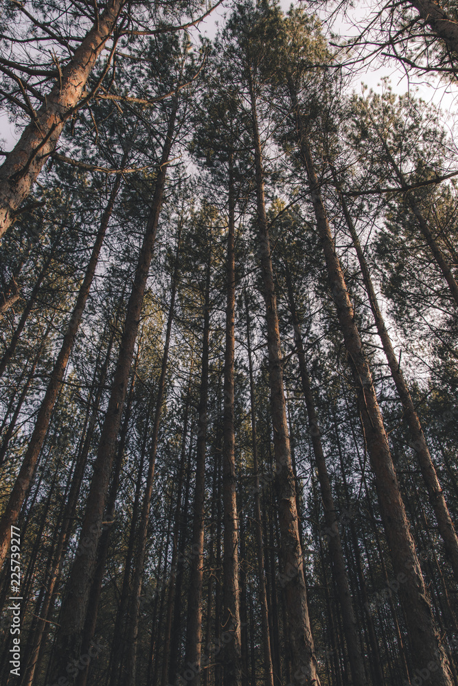 Fototapeta premium forest