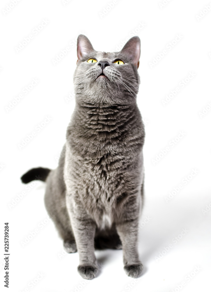 Grey cat with yellow eyes isolated on white background Grey cat with yellow eyes isolated on white background