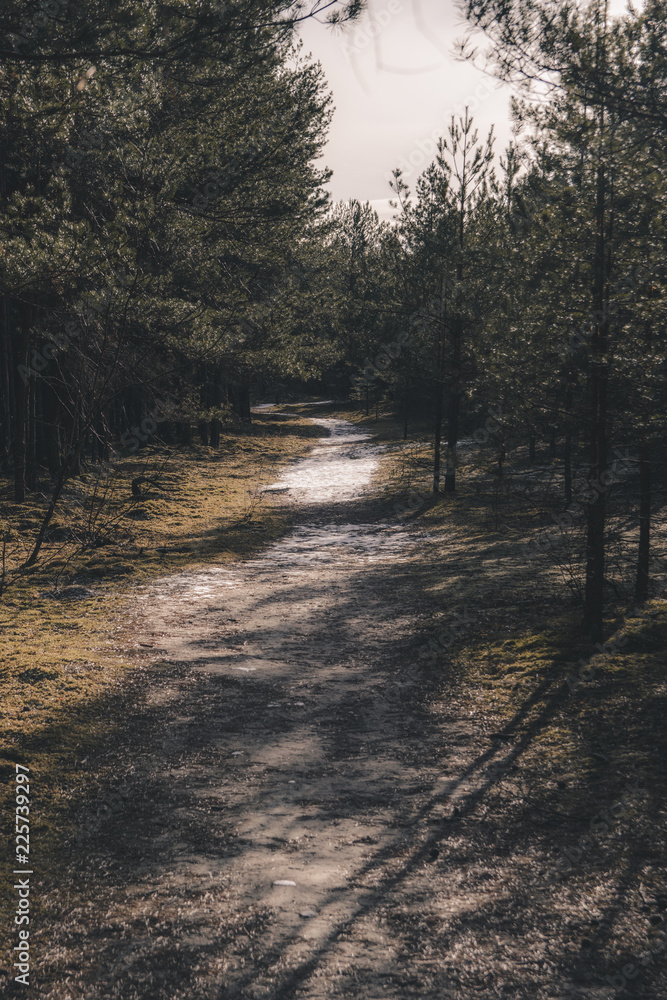 Fototapeta premium forest