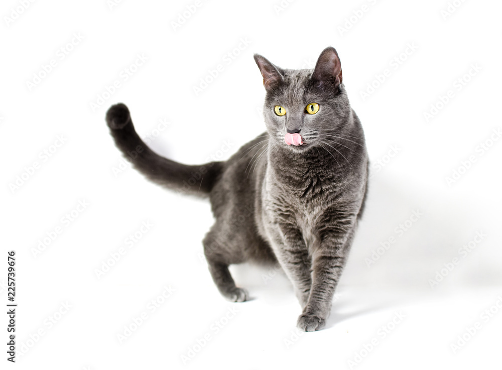 Grey cat with yellow eyes isolated on white background