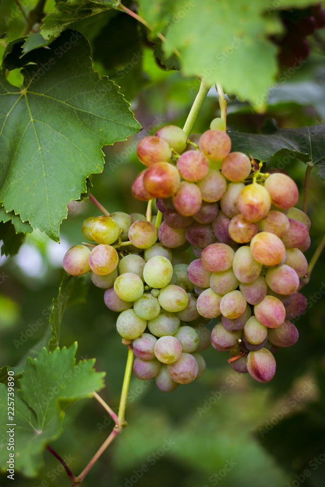 bunch of pink grapes in the garden