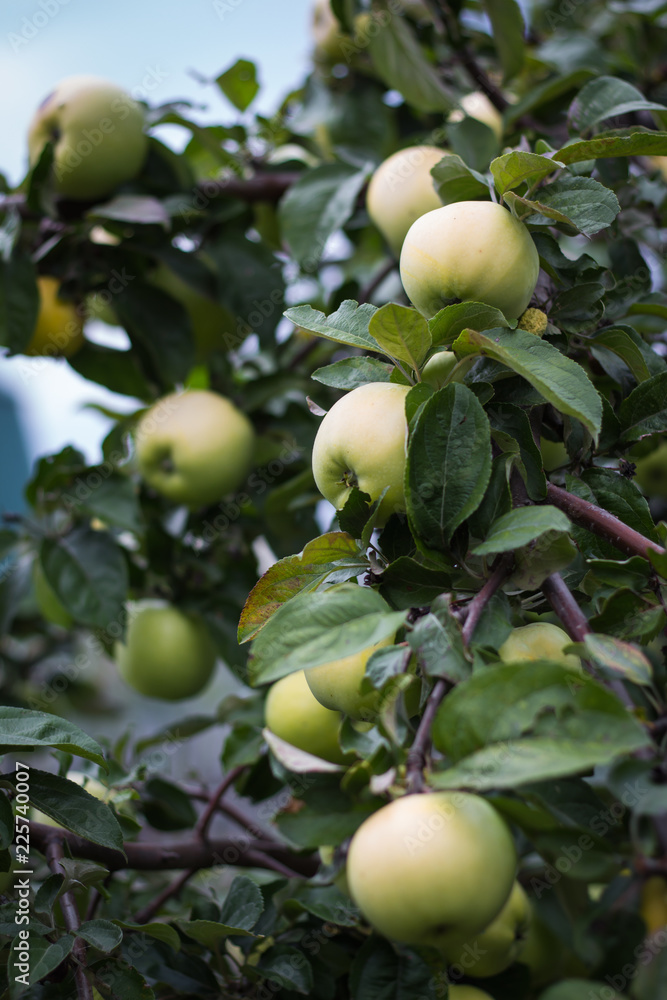 Apple tree with apples in the garden Apple tree with apples in the garden