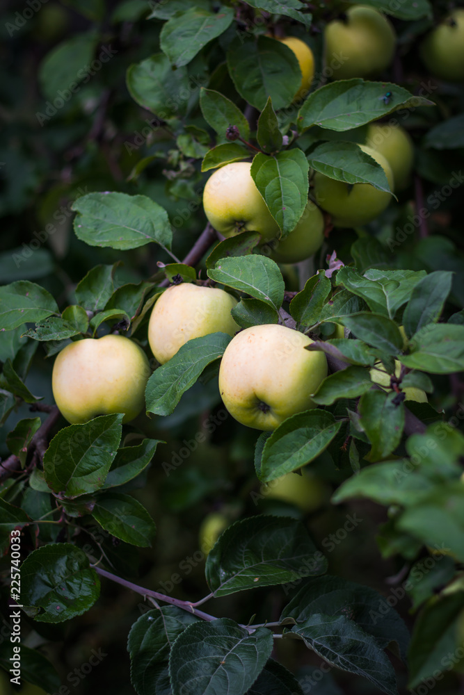 Apple tree with apples in the garden Apple tree with apples in the garden