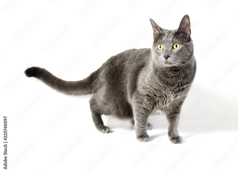 Grey cat with yellow eyes isolated on white background