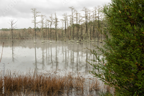 Cypress Tree Mill Pond at Goodale State Park Camden SC photo