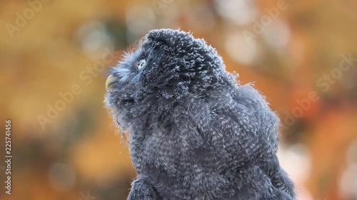 Bartkauz als Jungtier bewegt den Kopf in verschiedene Richtungen