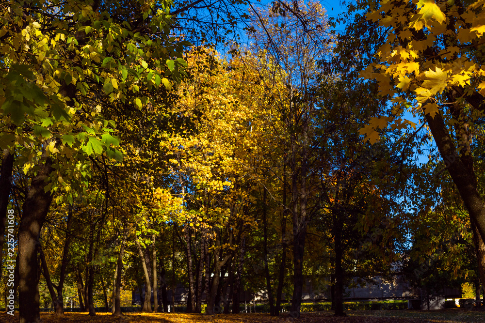 autumn Park covered with fallen leaves autumn Park covered with fallen leaves