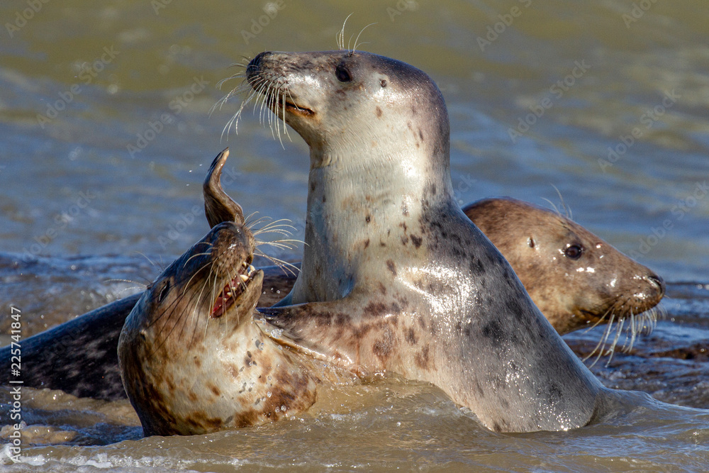 Obraz premium Seals at the Seal Colony on the beach at Horsey, Norfolk
