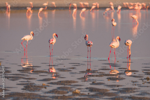 Flamingos at the Nata Bird Sanctuary, Makgadikgadi Pans National Park in Botswana photo