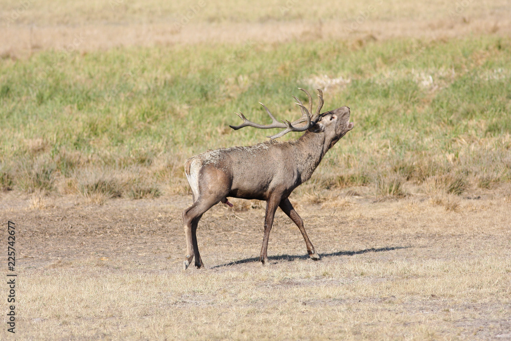 Roaring red deer Cervus elaphus in rutting season Roaring red deer Cervus elaphus in rutting season