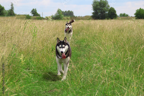 Two husky walk in the field.Girl and boy husky. Summer in the village.