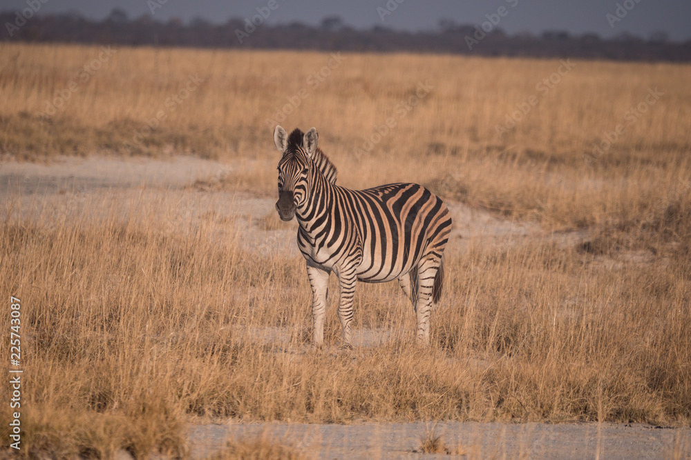 Fototapeta premium Zebra in the Makgadikgadi Pans National Park, Botswana
