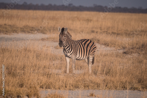 Zebra in the Makgadikgadi Pans National Park  Botswana